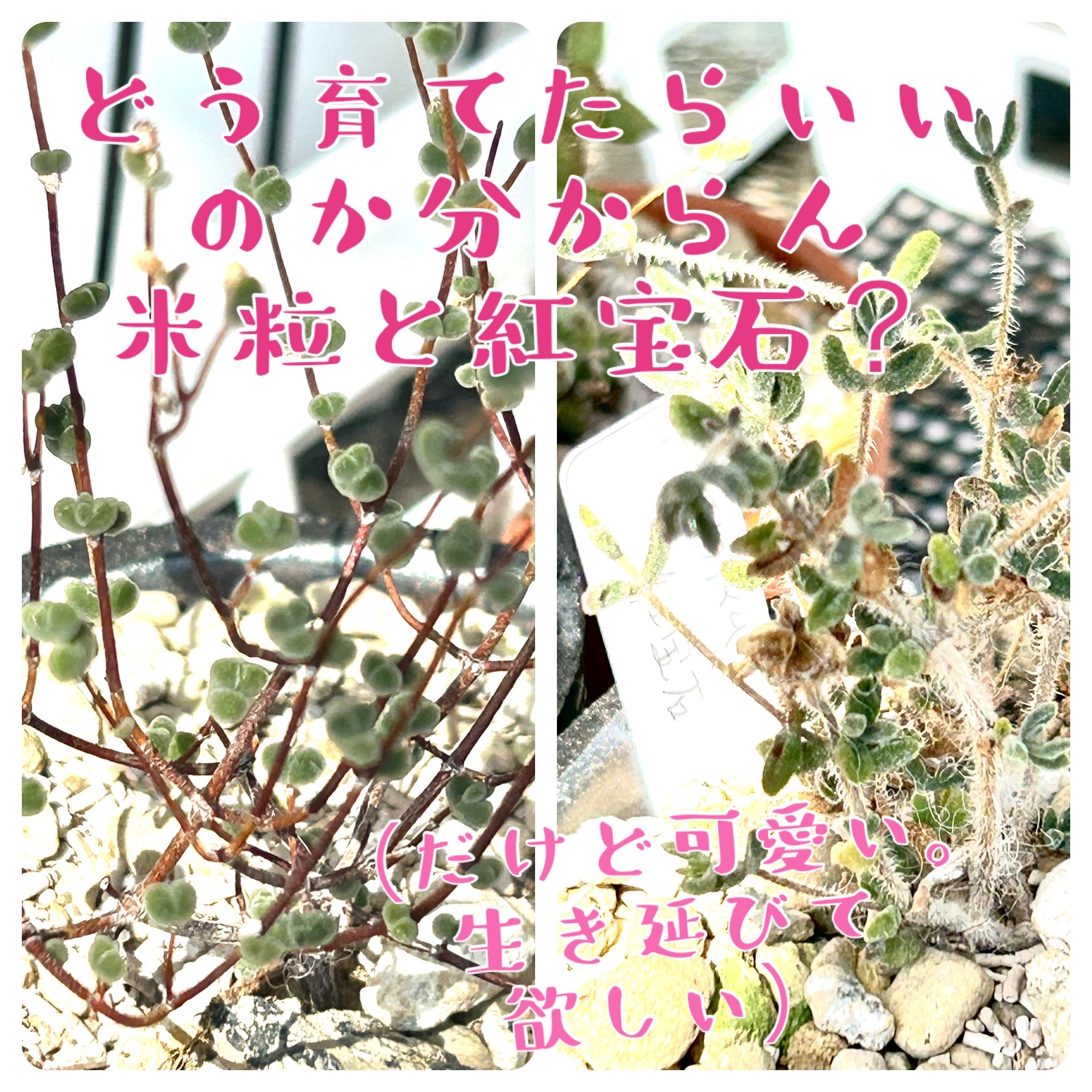 ドロサンテマム米粒と紅宝石　アイスプランツ系？