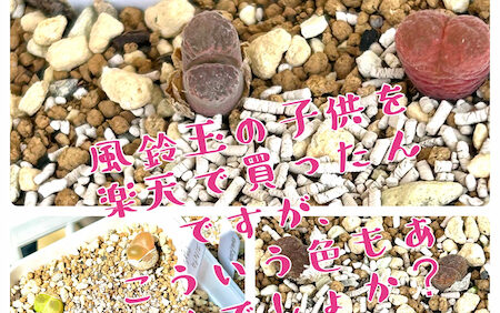 マウガニーや風鈴玉などのメセン