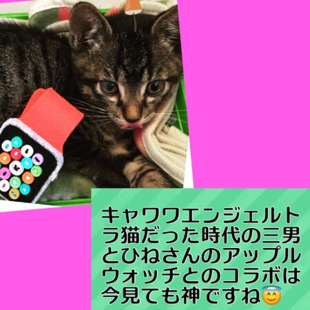 三男トラ猫と水島ひねさんのアップルウォッチ