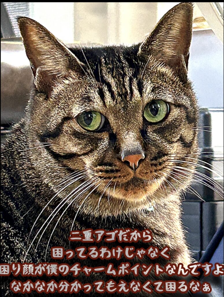 次男トラ猫の困り顔