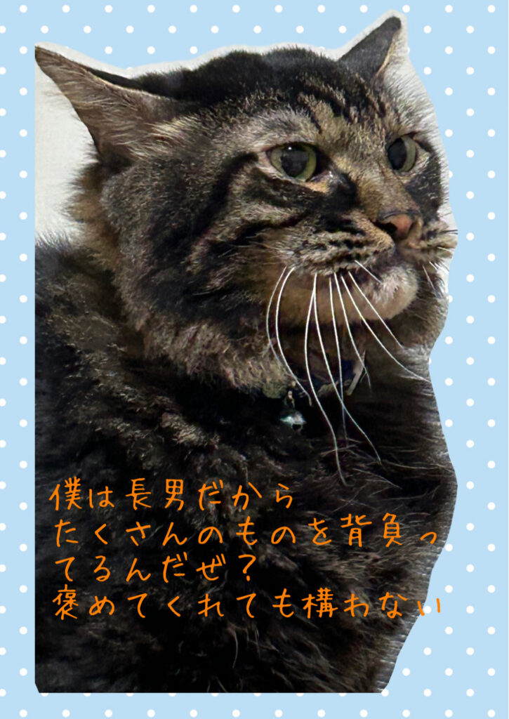 長男トラ猫の凛とした写真