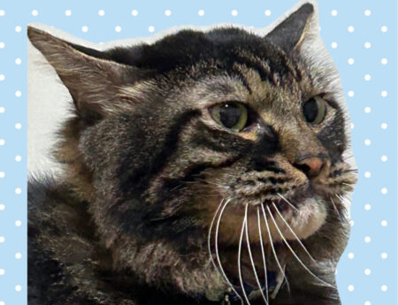 長男トラ猫がリンとしている顔のアップ