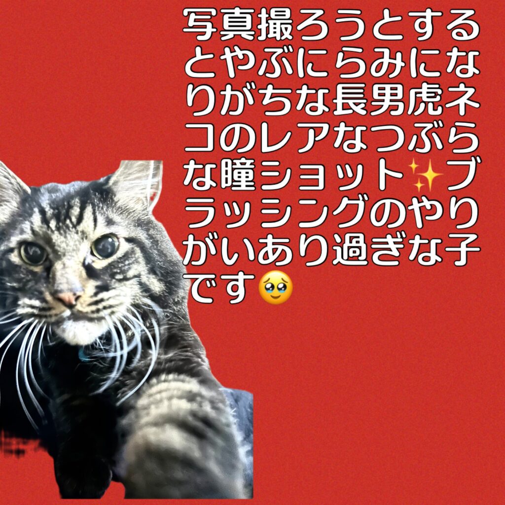長男トラ猫赤バック