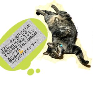 コクトーについて語る三男トラ猫