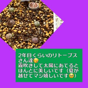 メモ少年記事を書いた当日に植え替えが完了した小さなリトープス達