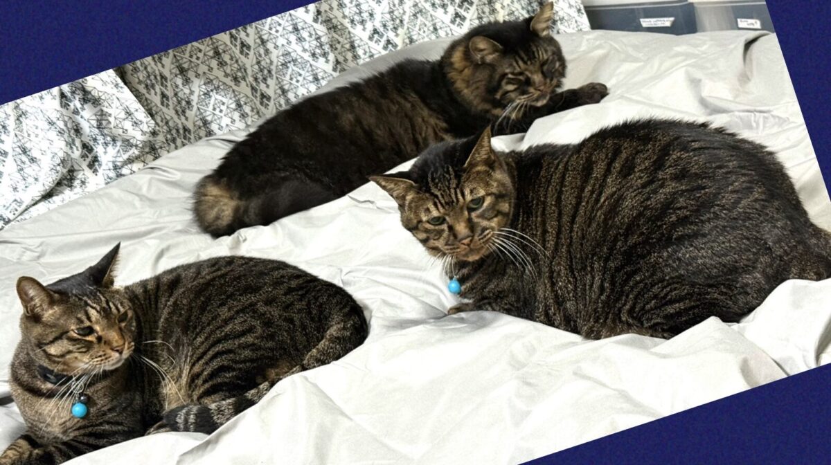 メモ少年の代役を務めさせられるトラ猫三兄弟
