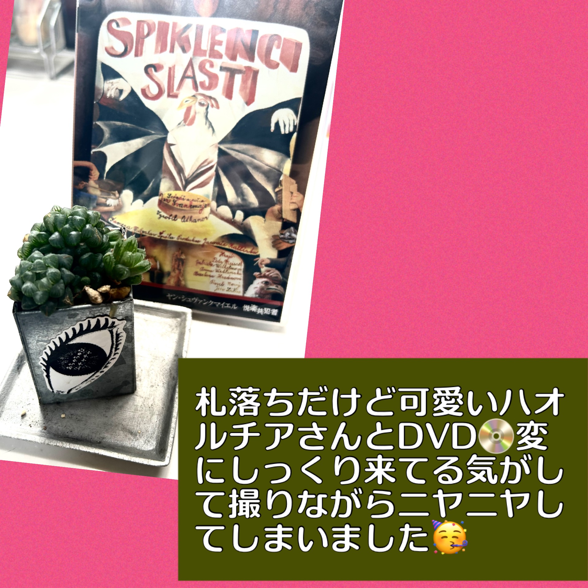 悦楽共犯者DVDと名無しのハオルチア（オブツーサ系？）