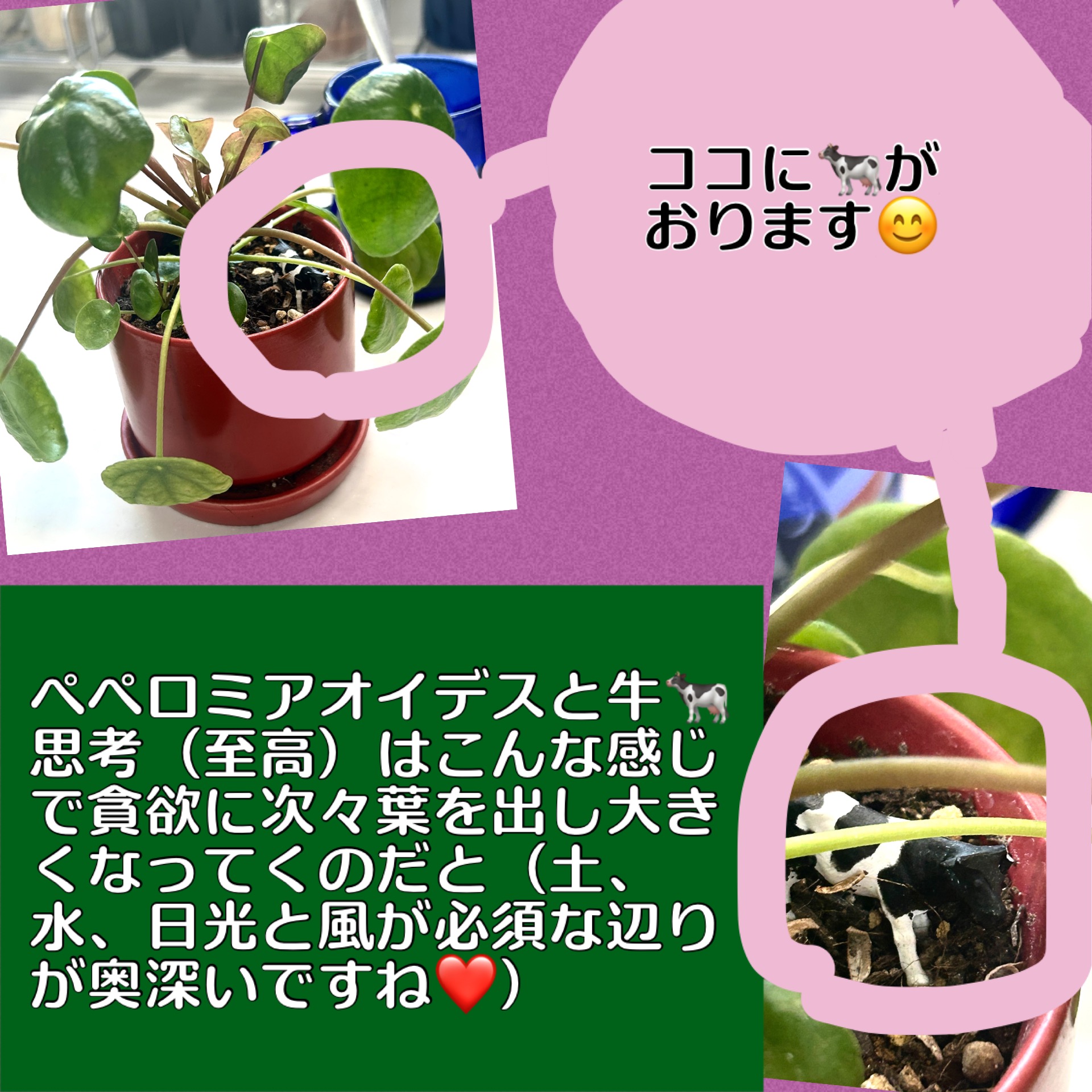 株分けした子株ペペロミア・オイデスの見事な成長っぷりとミニチュアの牛