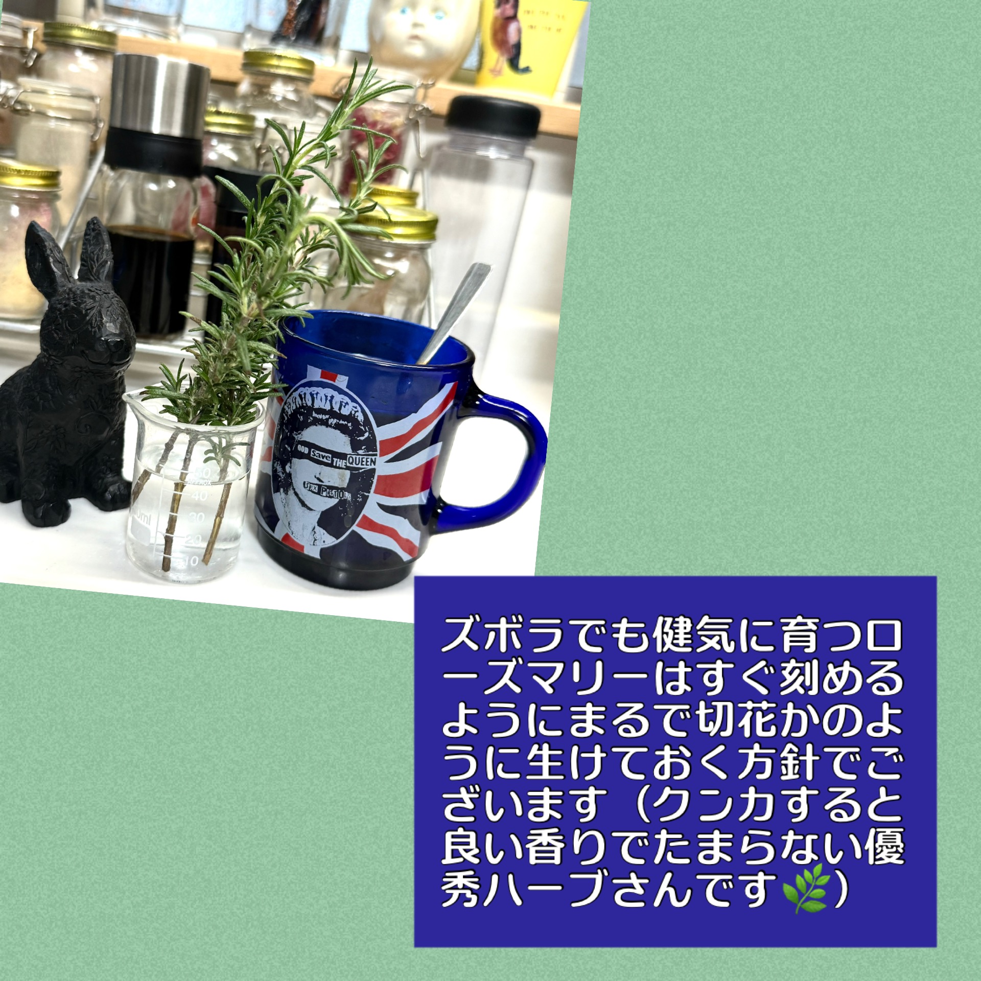ハーブは少しずつ色んなものを採り入れると良いと言っても大変なので、まずは万能ローズマリーがお勧めです♪